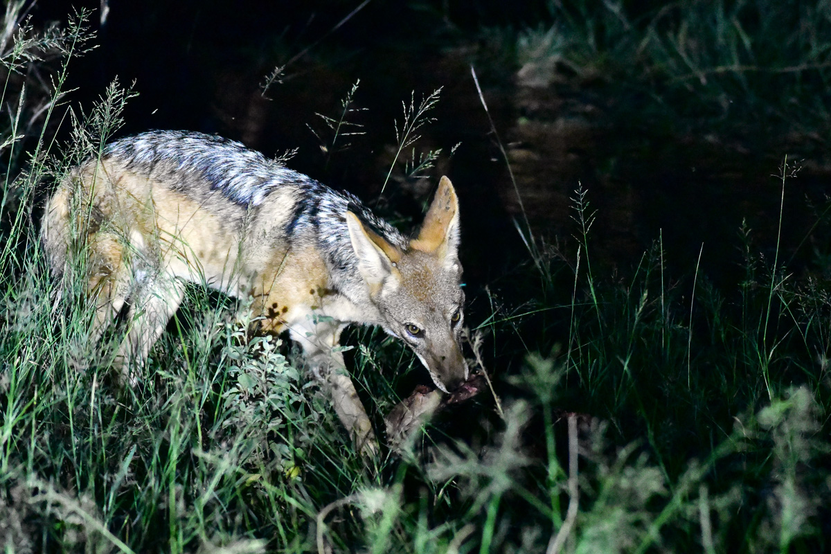 black backed jackal on kill at night