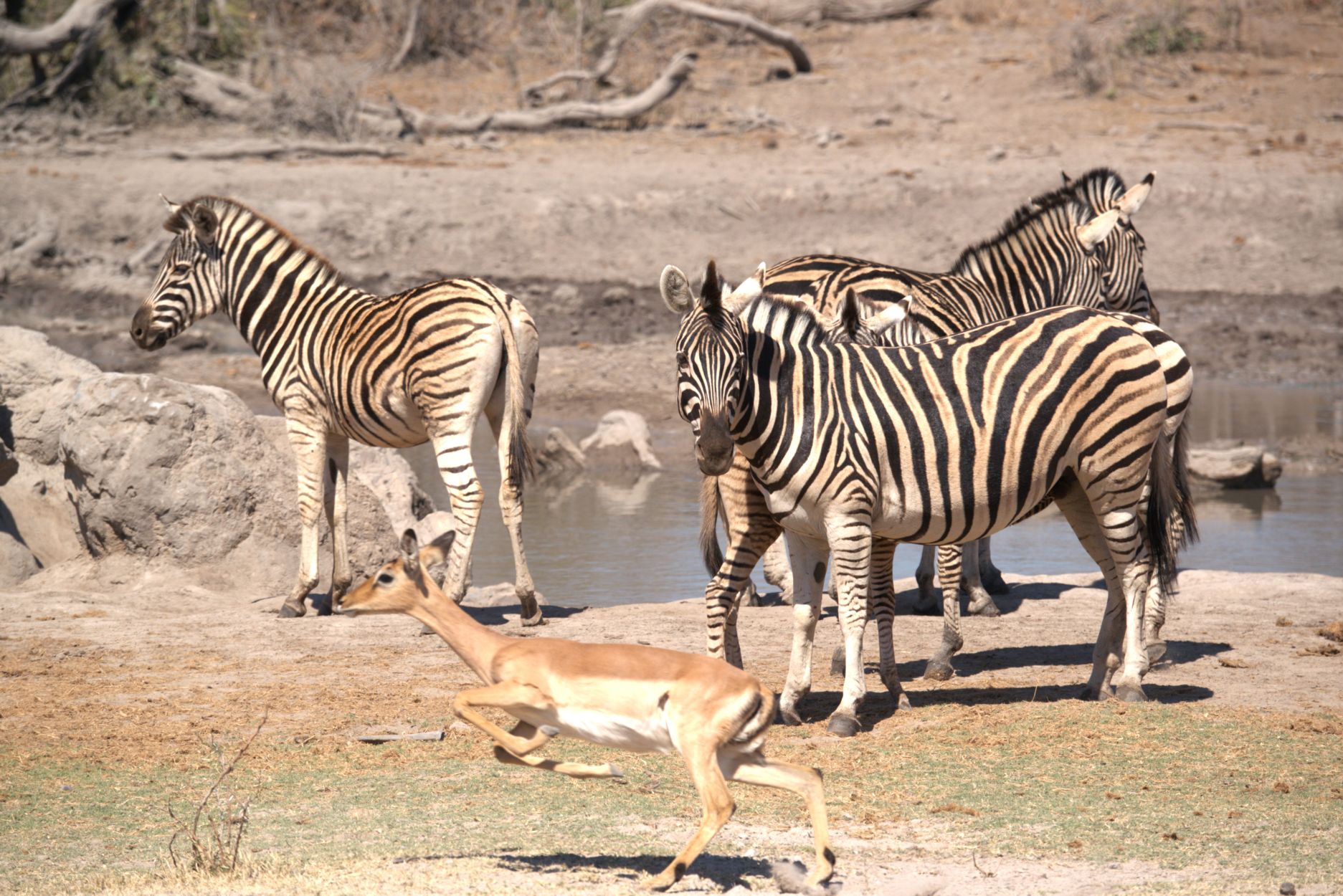 Animals at the waterhole at Jamala Madikwe Royal Safari Lodge