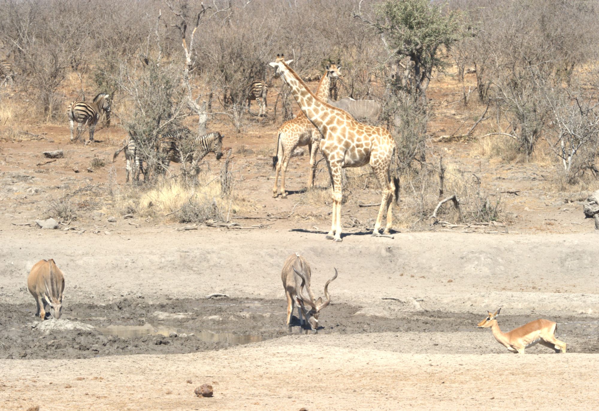 Jamala Madikwe Royal Safri Lodge with animals at the waterhole