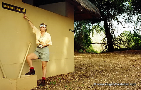 safari shorts safari shorts
