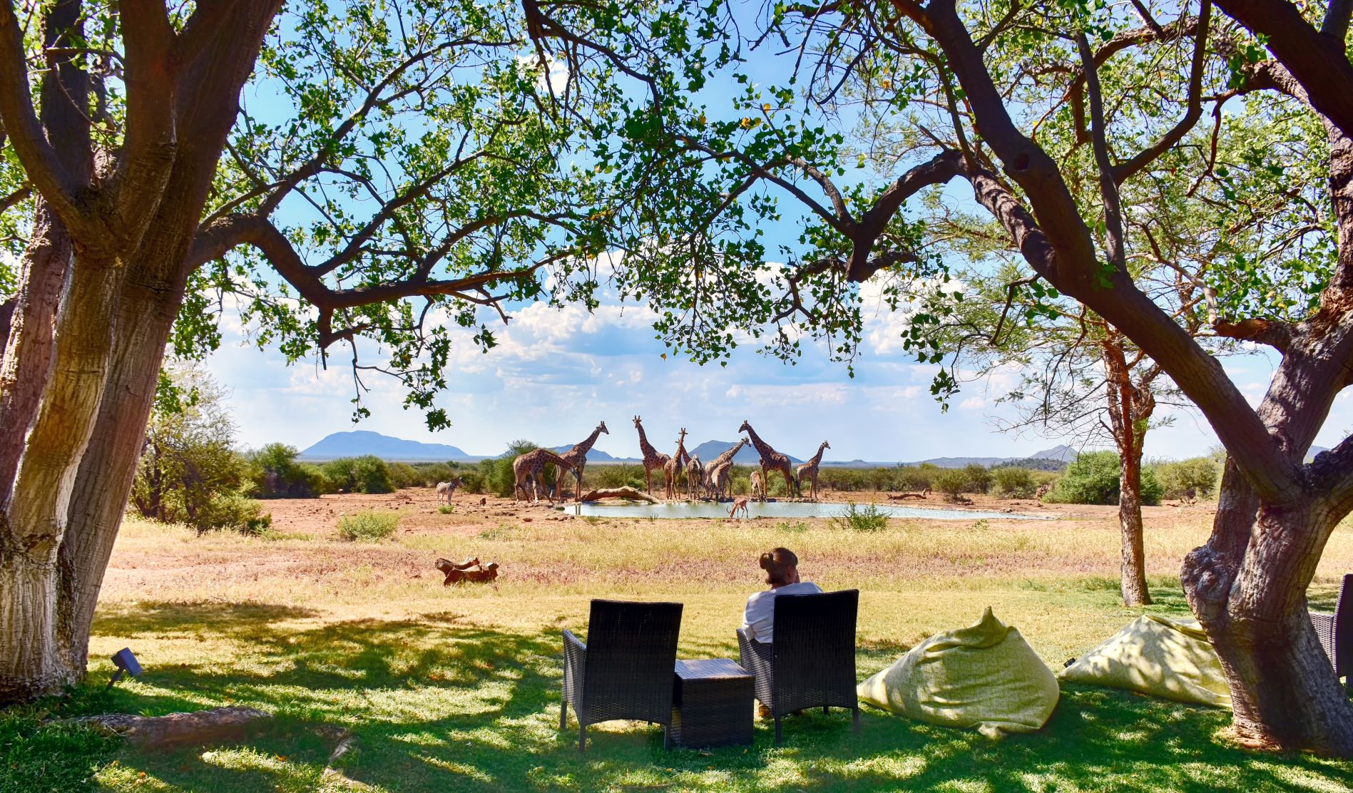 Jen watching giraffe at Last Word Madikwe waterhole Jen watching giraffe at Last Word Madikwe waterhole