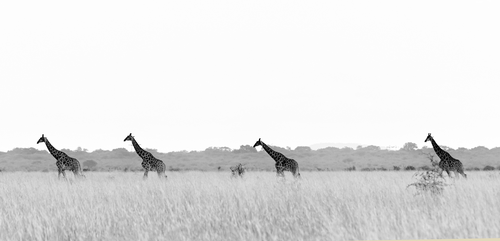 Journey of giraffe on the Madikwe plains