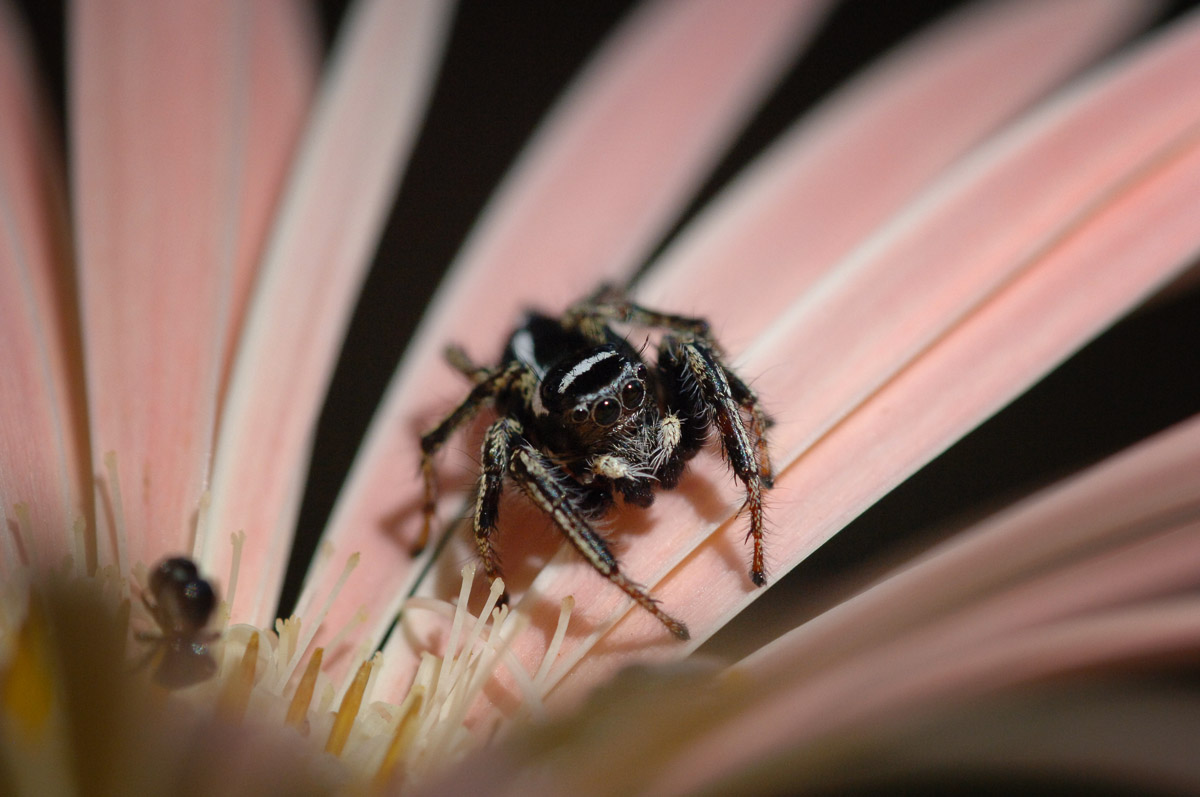 Jumping spider on Barberton daisy taken in Lower Sabie camp in the Kruger National Park