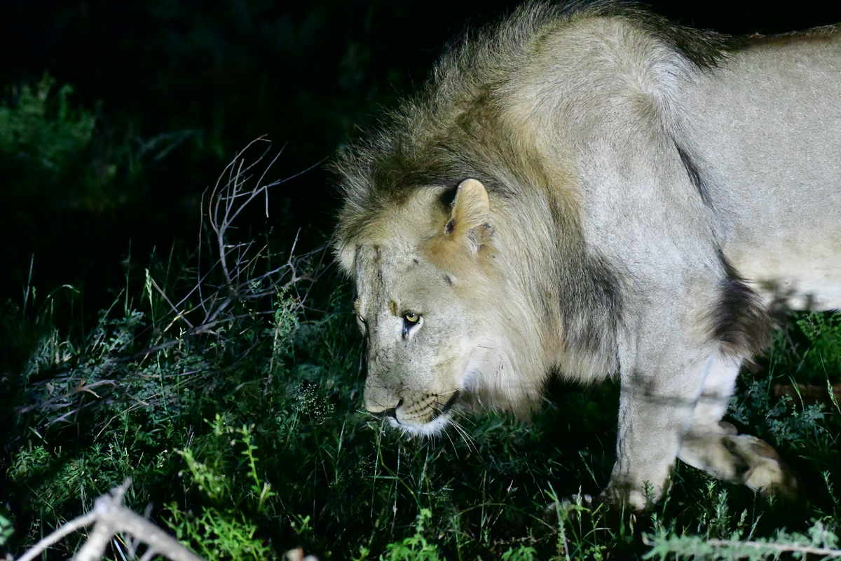 young Meyiwa male lion at night