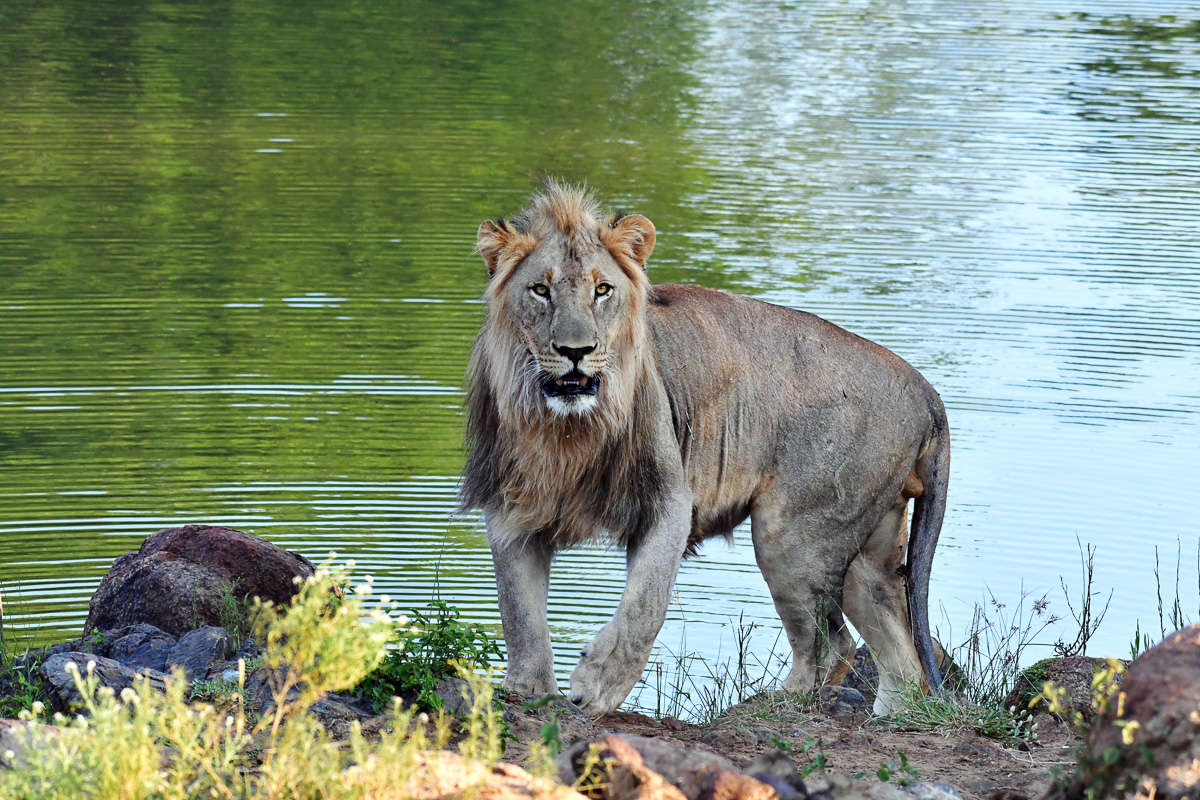 Junior Meyiwa male lion at the Marico River.