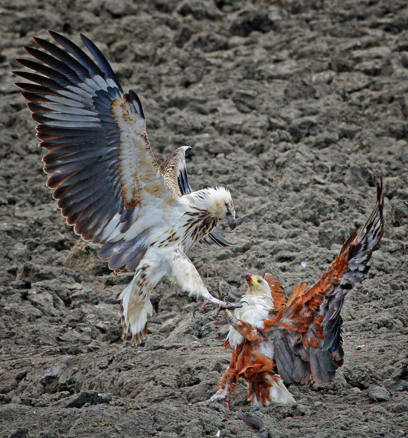 Juvenile and adult fish eagles fighting over catch near Olifants river in the Kruger National Park