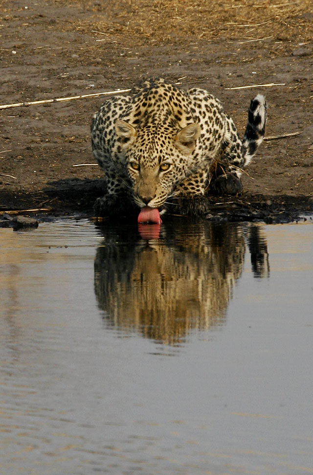 Leopard drinking at Nuamses Leopard drinking at Nuamses