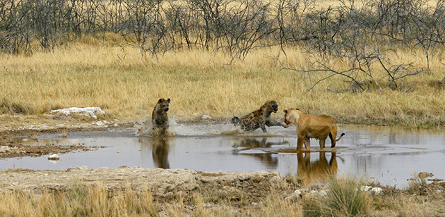 Lioness-hyena interaction Lioness-hyena interaction