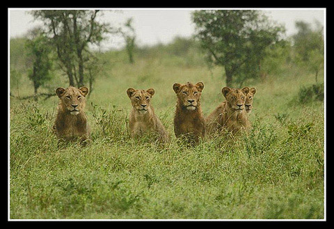 Five lions looking Five lions looking