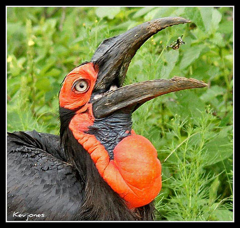 ground hornbill ground hornbill