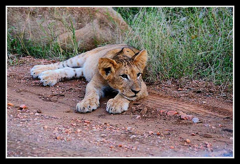 Lion cub relaxing Lion cub relaxing