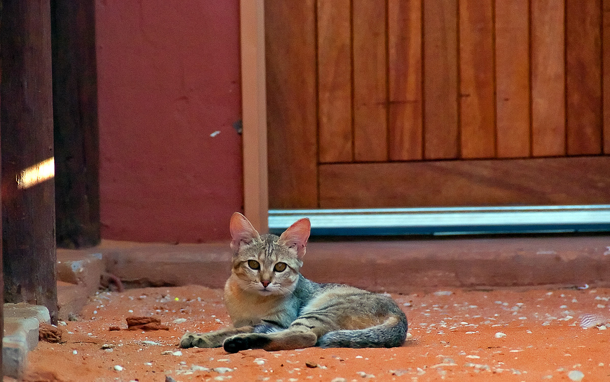 African Wild cat in front of our cabin at KielieKrankie