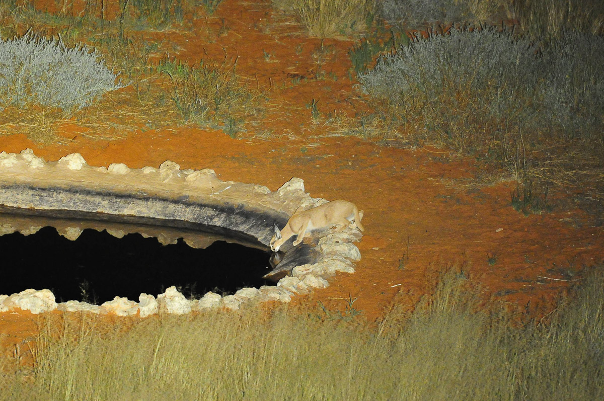 Caracal drinking at KielieKrankie waterhole