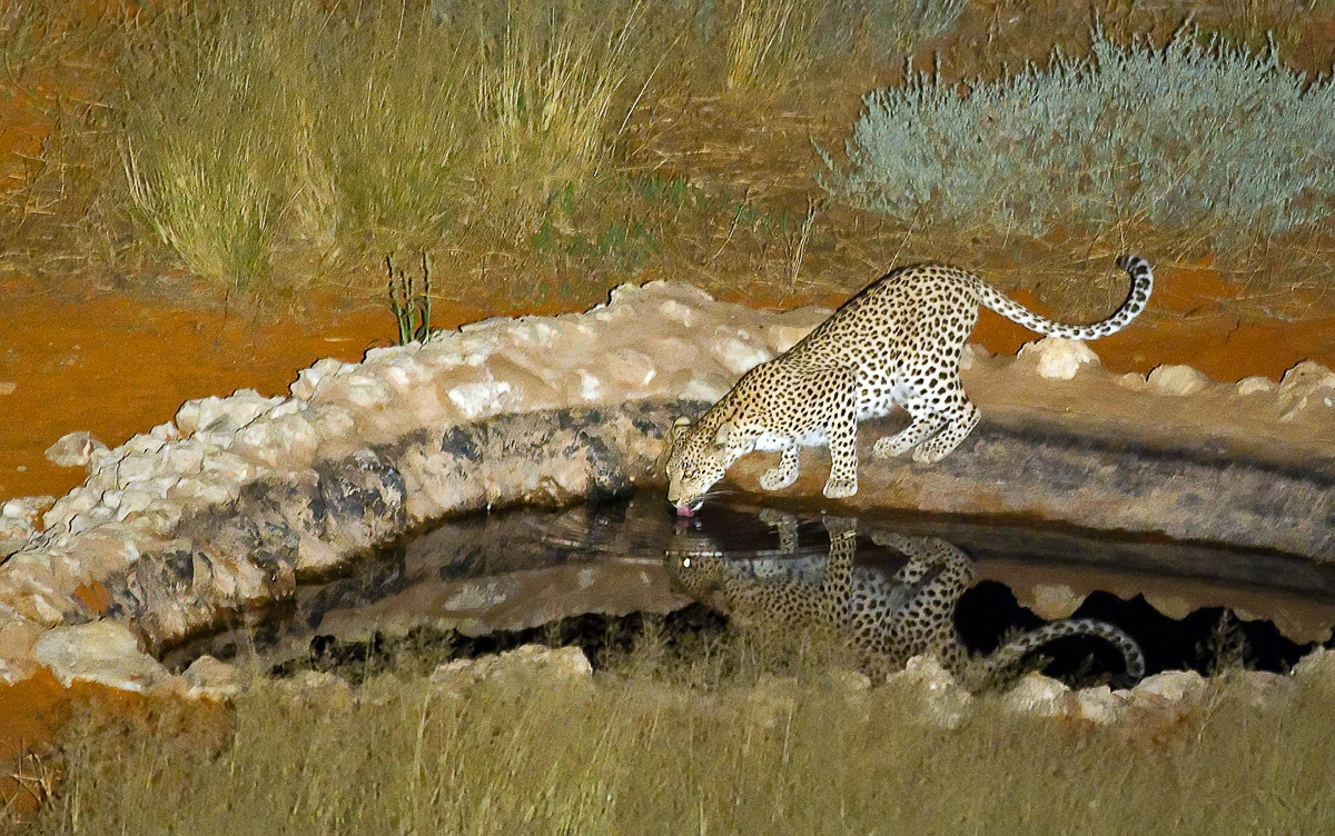 Leopard drinking at KielieKrankie waterhole