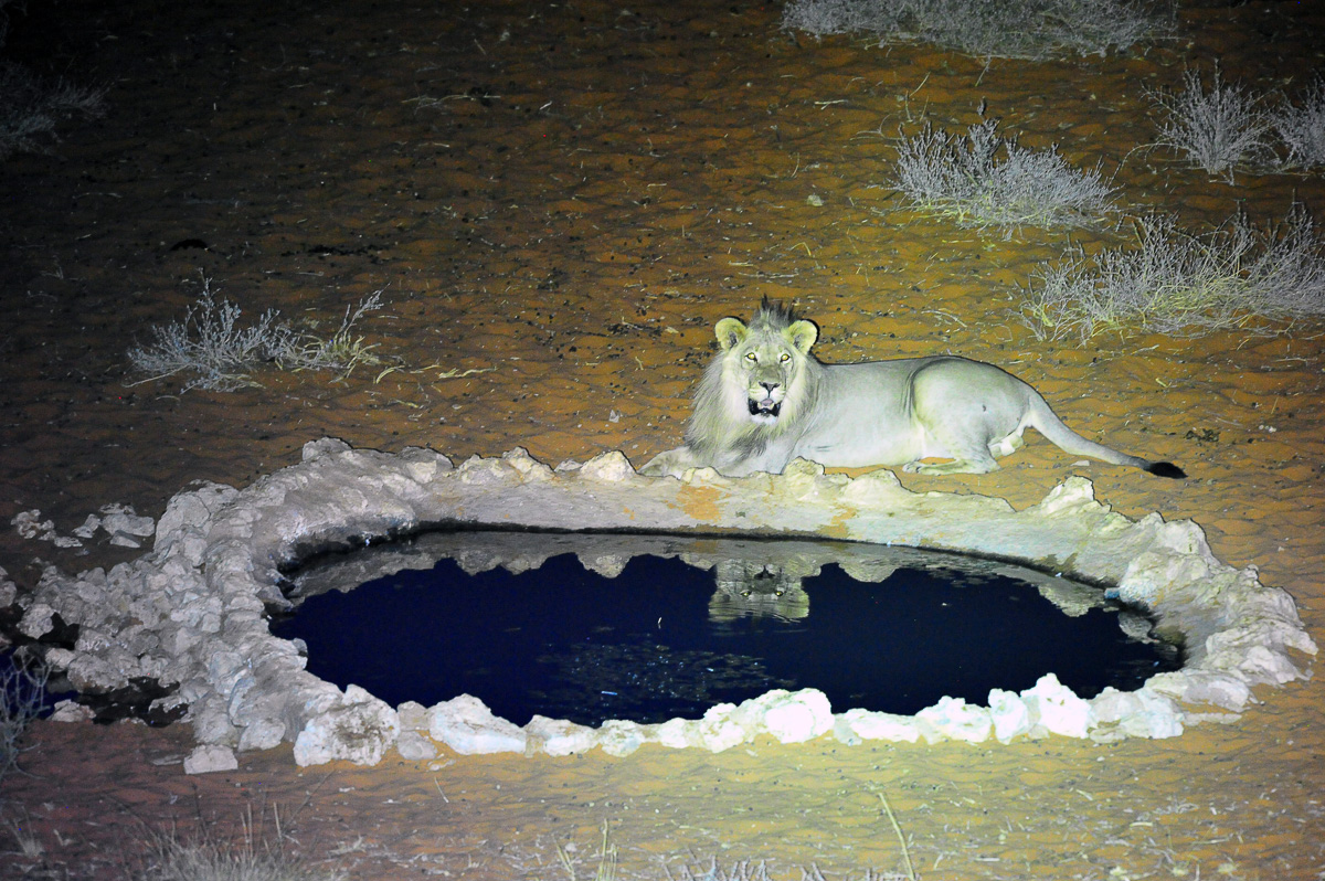 Lion relaxing at KielieKrankie waterhole