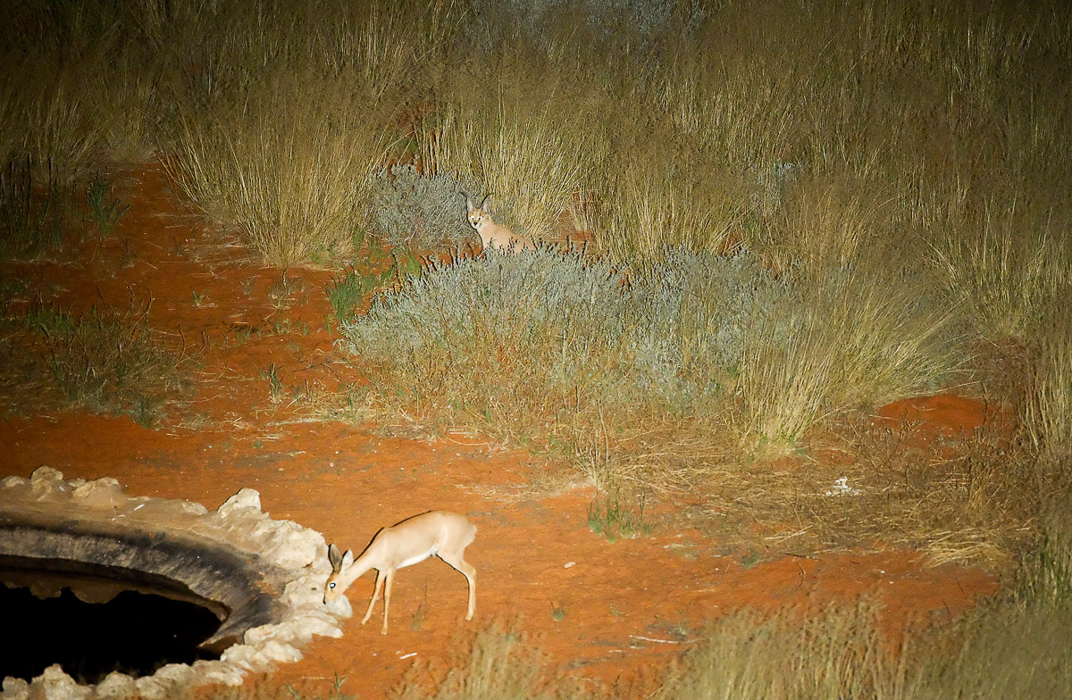 Caracal watching Steenbok drinking