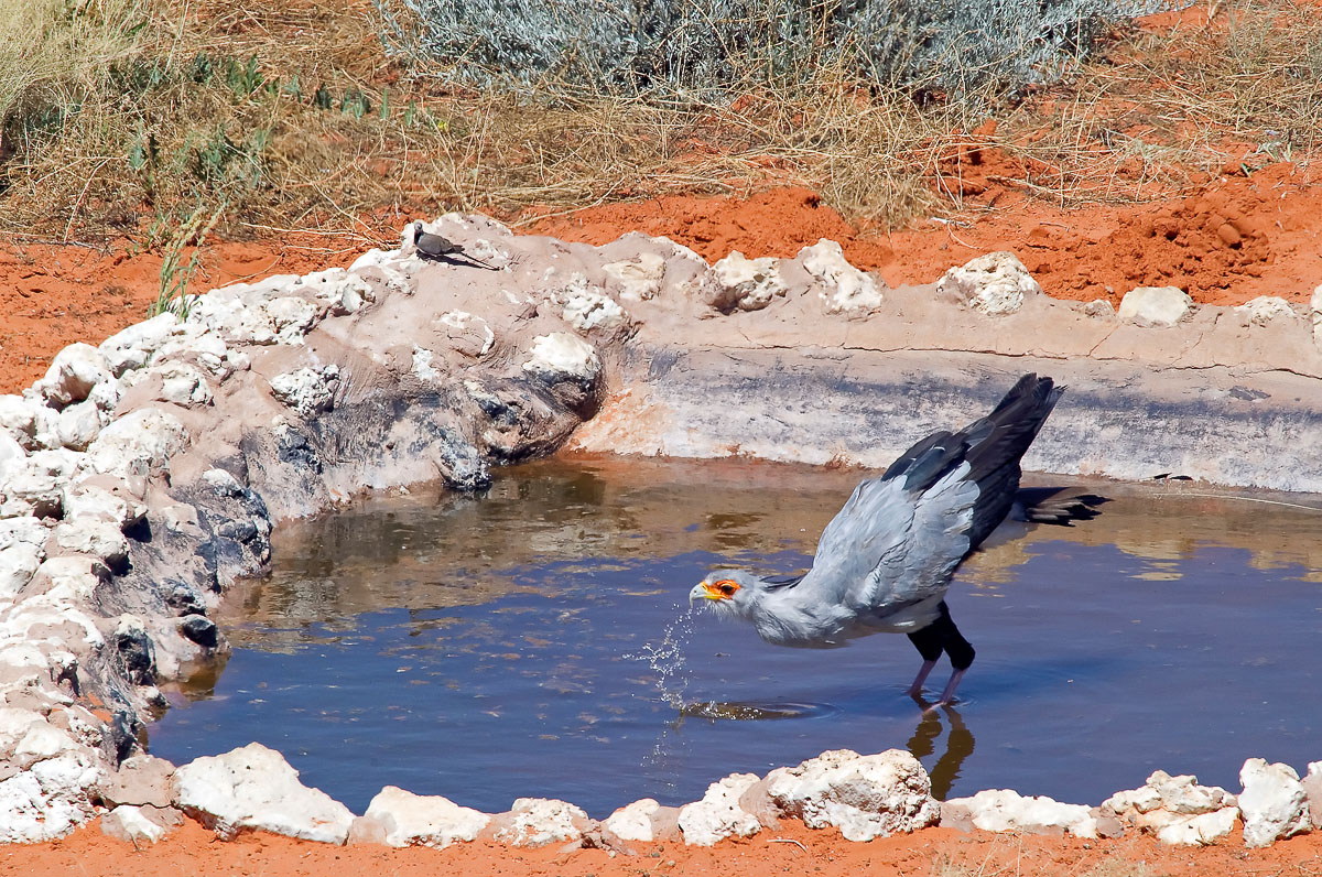 Secretary Bird drinking at KielieKrankie waterhole