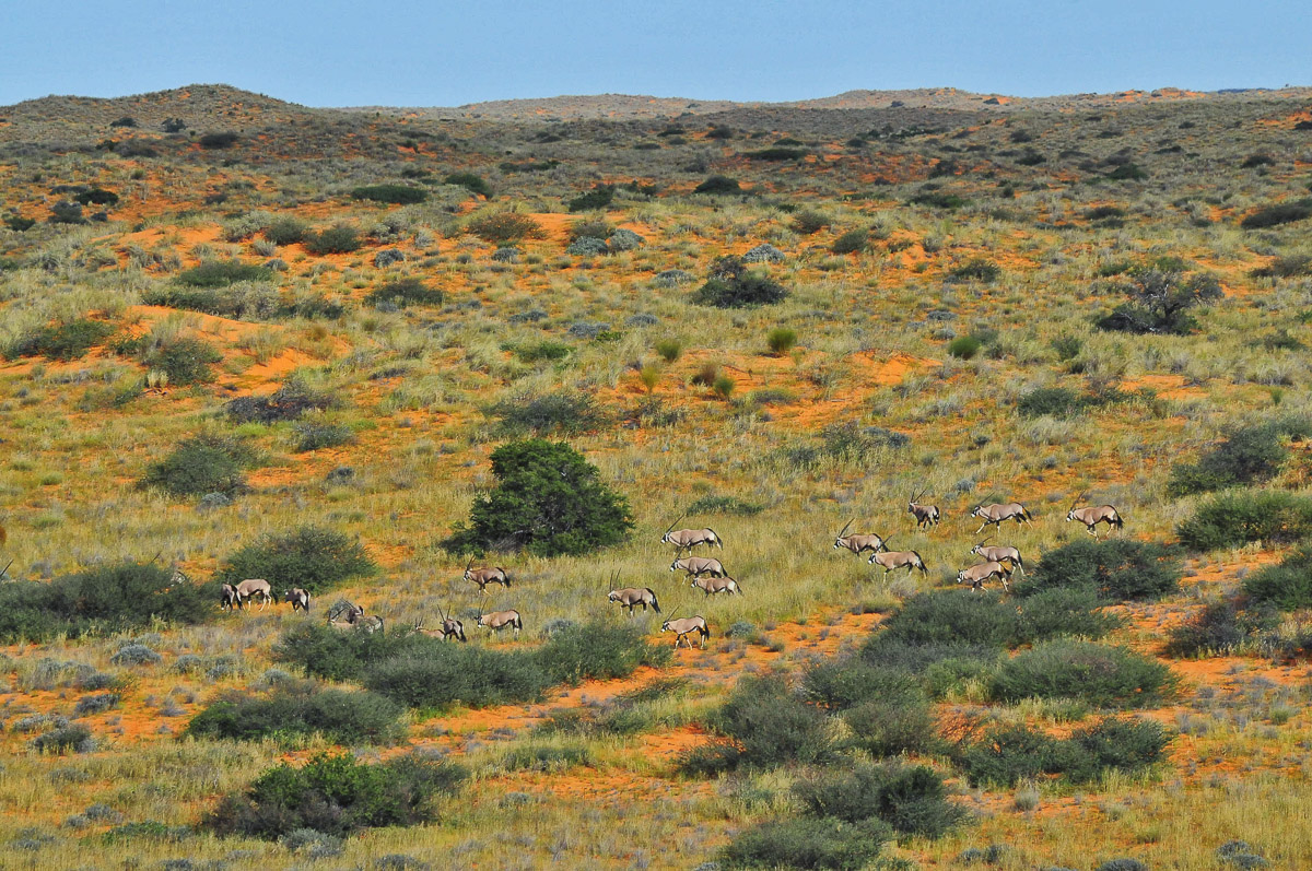 Animal-scape of Gemsbok walking past taken from KielieKrankie camp