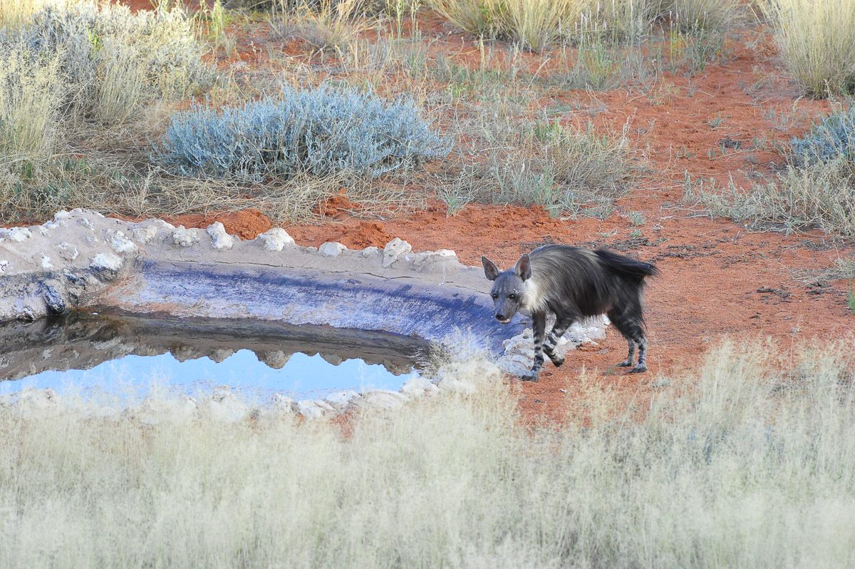 Brown hyena coming for a drink at KielieKrankie waterhole