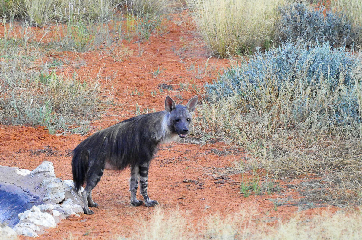Brown hyena at KielieKrankie waterhole