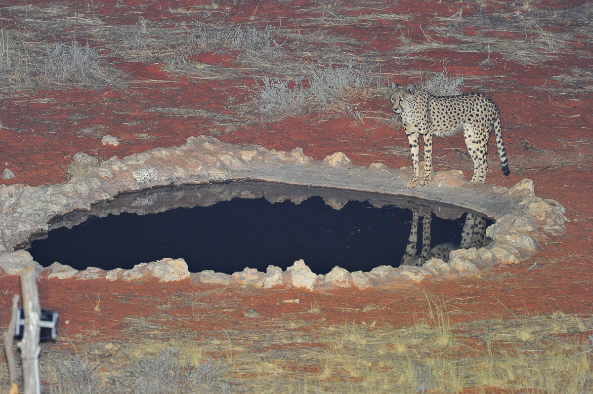 cheetah at KielieKrankie waterhole