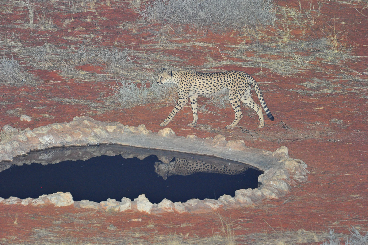 cheetah arriving at the KielieKrankie waterhole