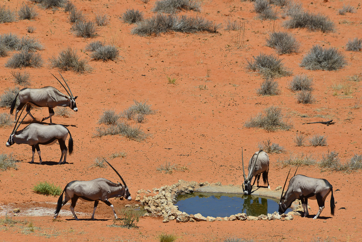 Gemsbok drinking at Kieliekrankie waterhole