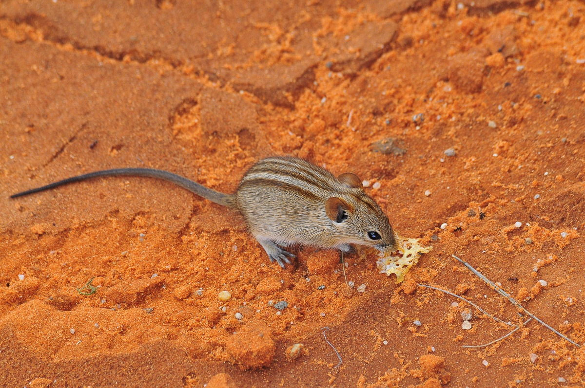 striped mouse eating next to our KielieKrankie cabin