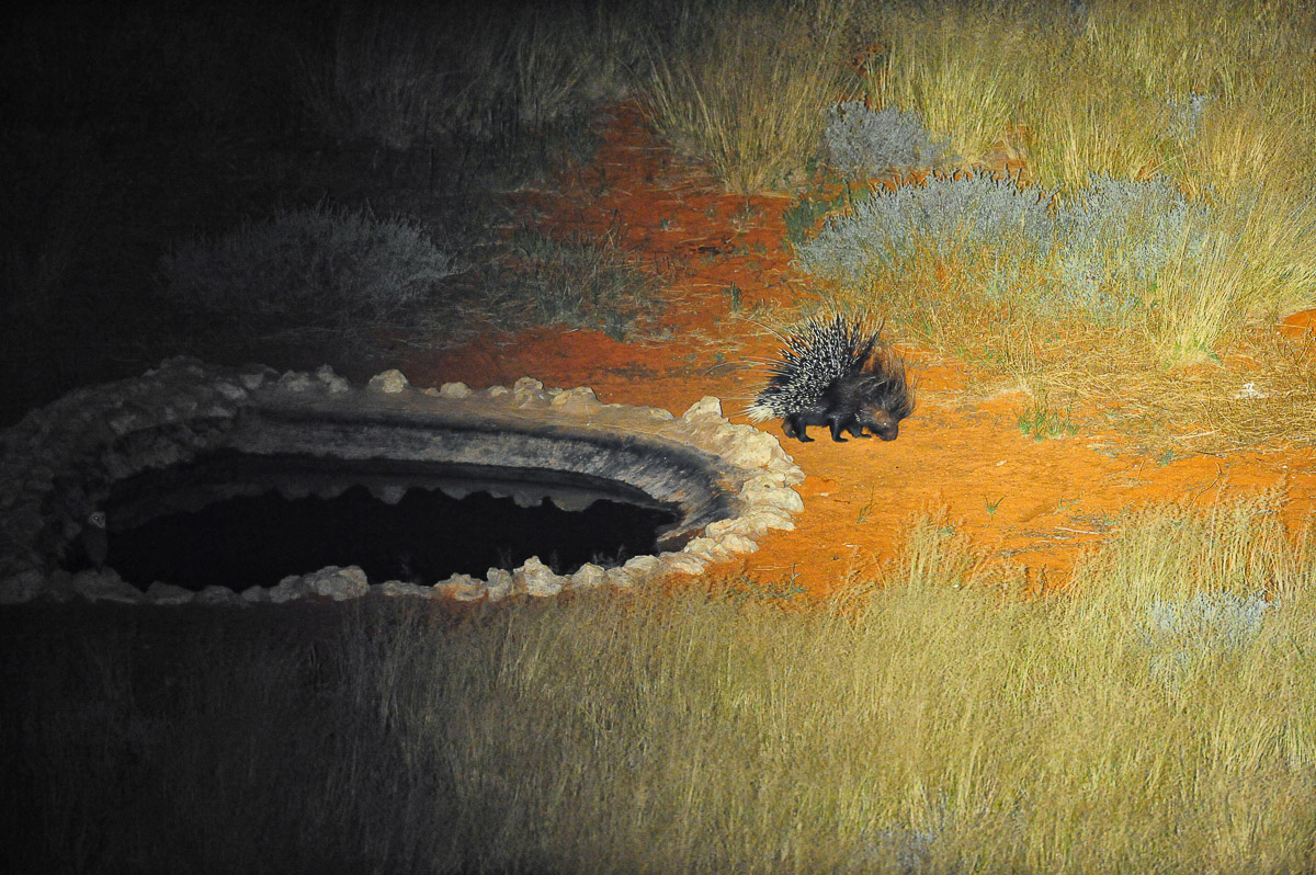 Porcupine at KielieKrankie waterhole