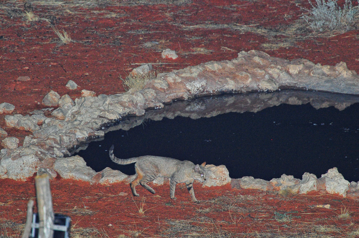 African wild cat visiting KielieKrankie waterhole