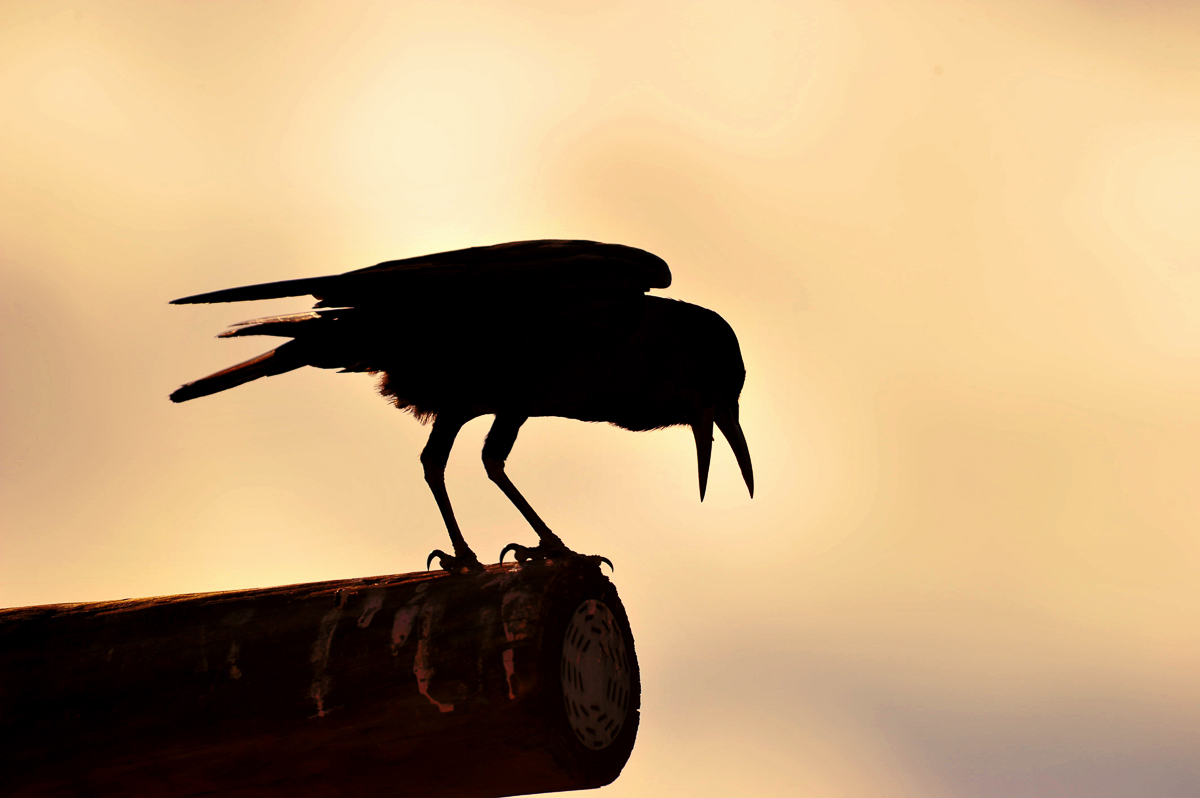 Silhouette of a crow at Kalahari Tented Camp