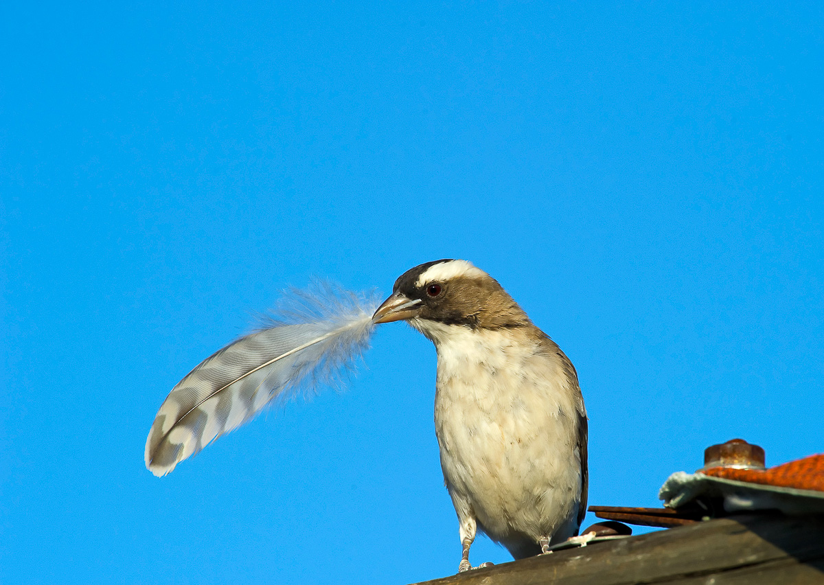 White browed sparrow weaver with feather at KTC