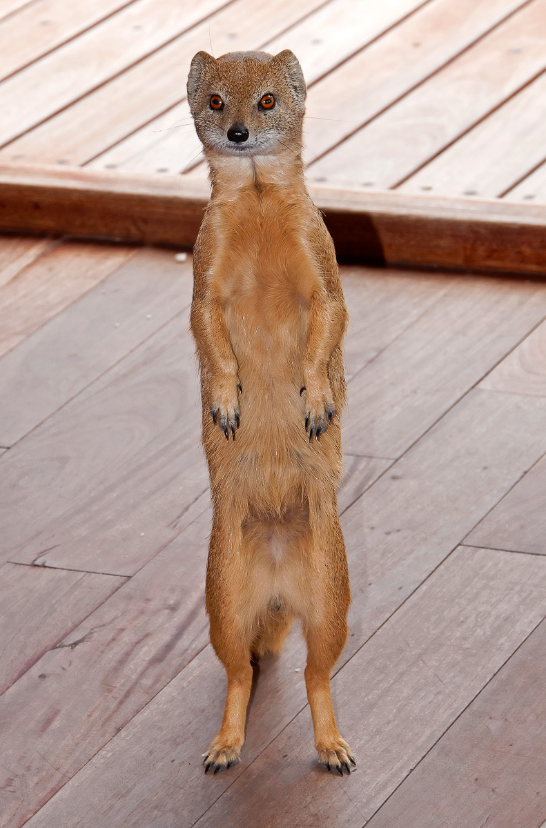 Mongoose in tent at Kalahari Tented Camp