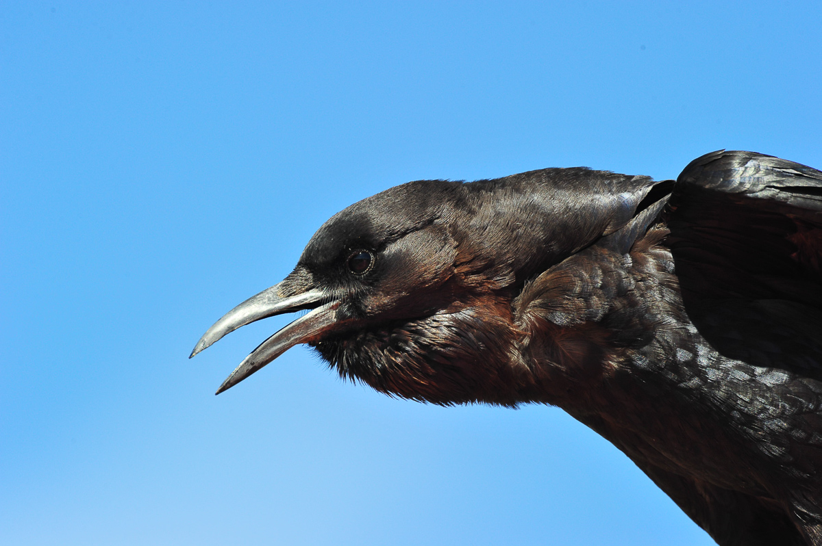 KTC Crow at our tent