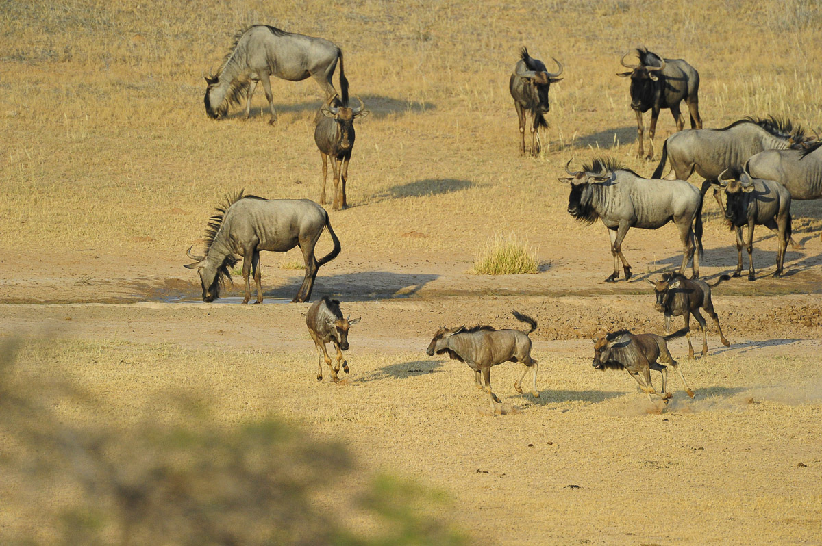 Wildebeest at Kalahari Tented camp waterhole