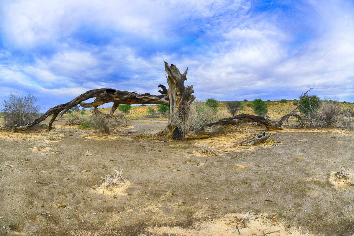 Kalahari landscape