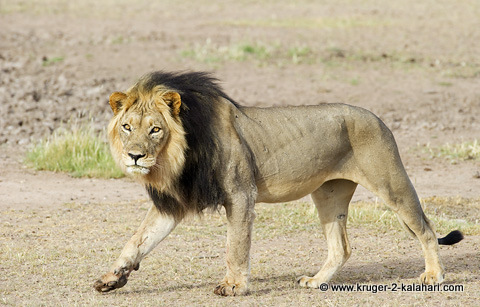 Male lion in Kalahari