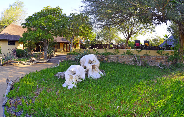 Elephant skull Elephant skull