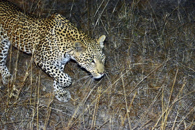 Hunting leopard Hunting leopard