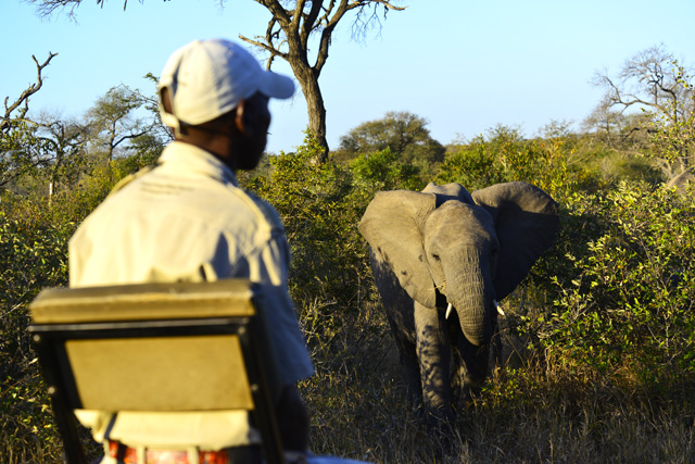 Game Tracker with Elephant