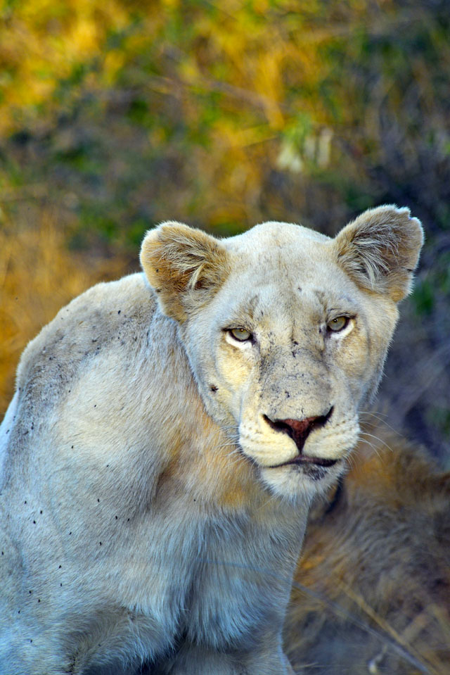 Timbavati white lion
