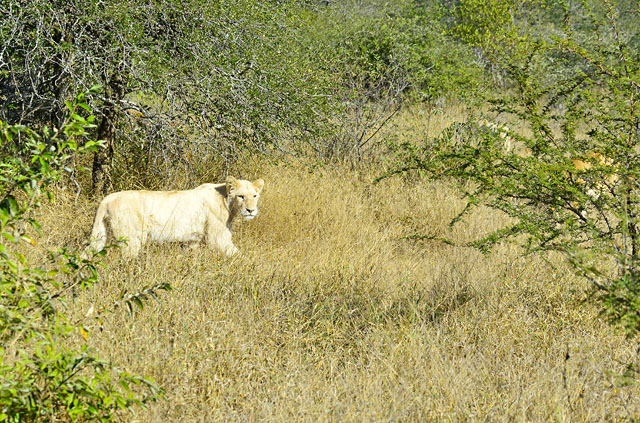 White lioness White lioness