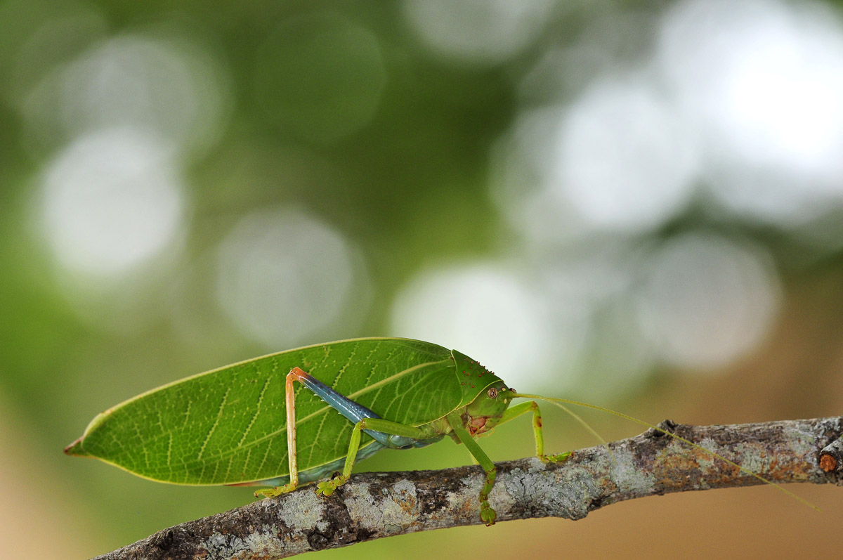 Katydid image taken in the Kruger National Park