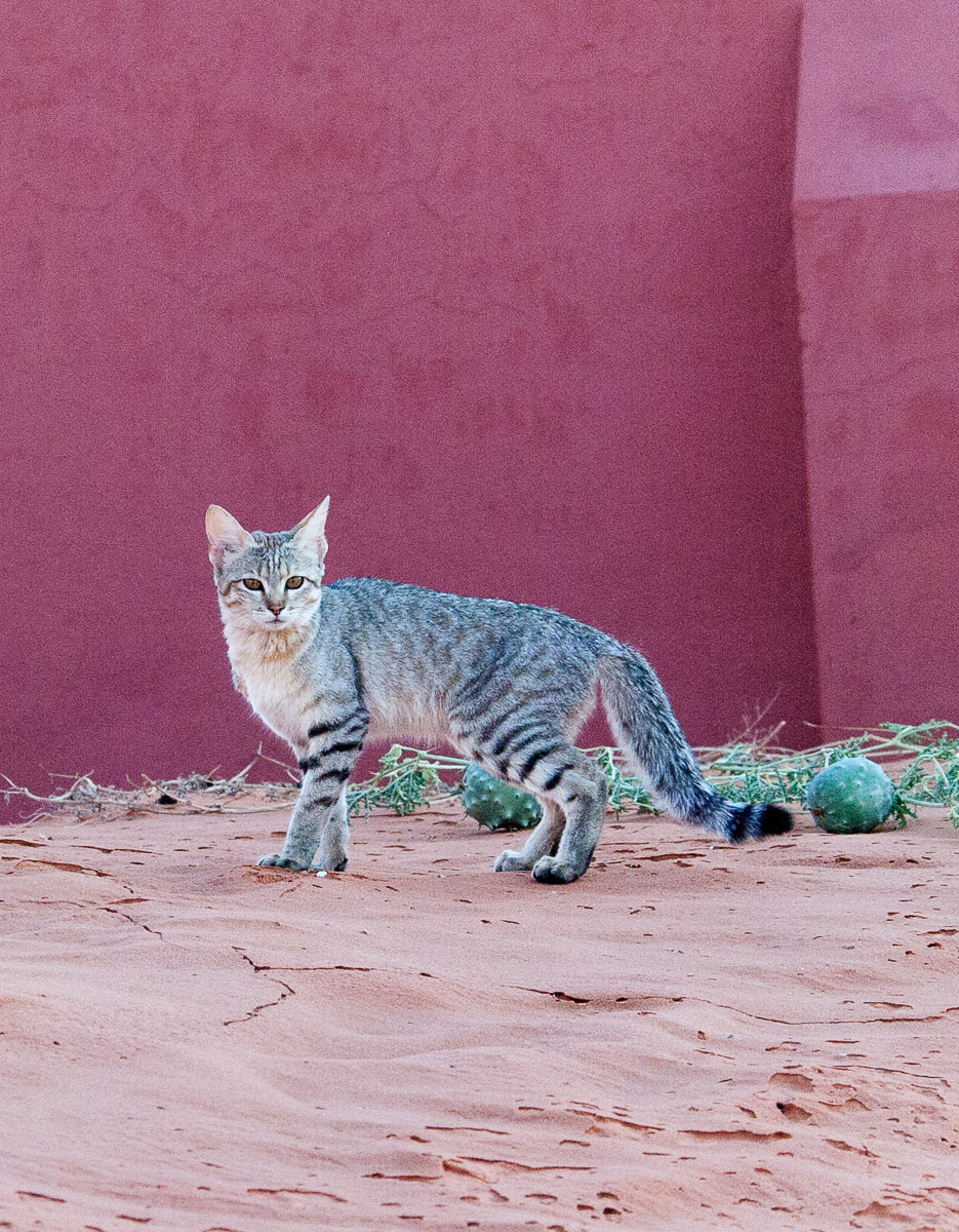 African Wild Cat at KielieKrankie Wilderness camp