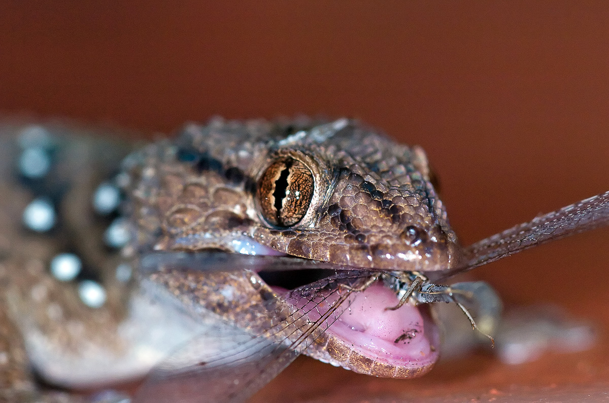 KielieKrankie Gecko with kill