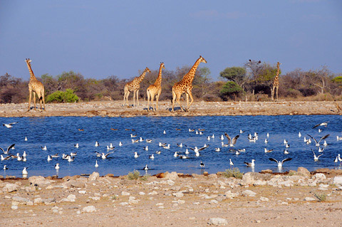 klein namutoni giraffe and seagulls