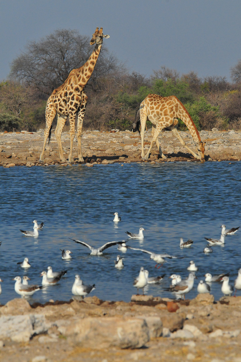 Giraffe Klein Namutoni waterhole