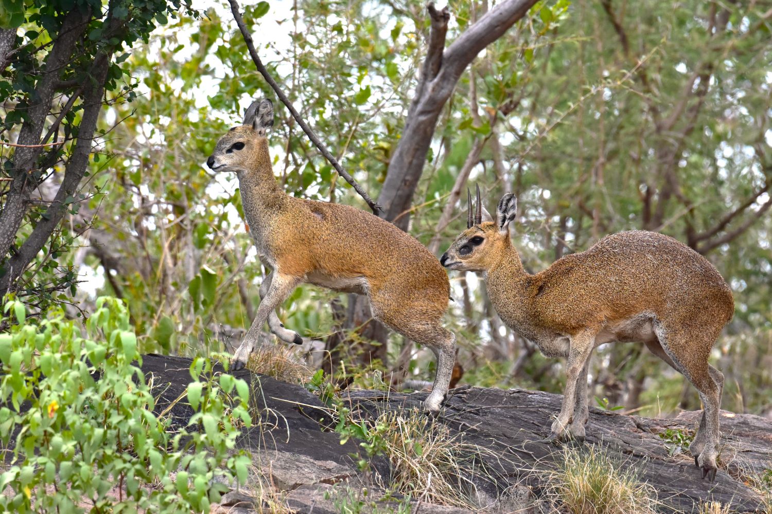 The Klipspringers at Buffalo Ridge Lodge