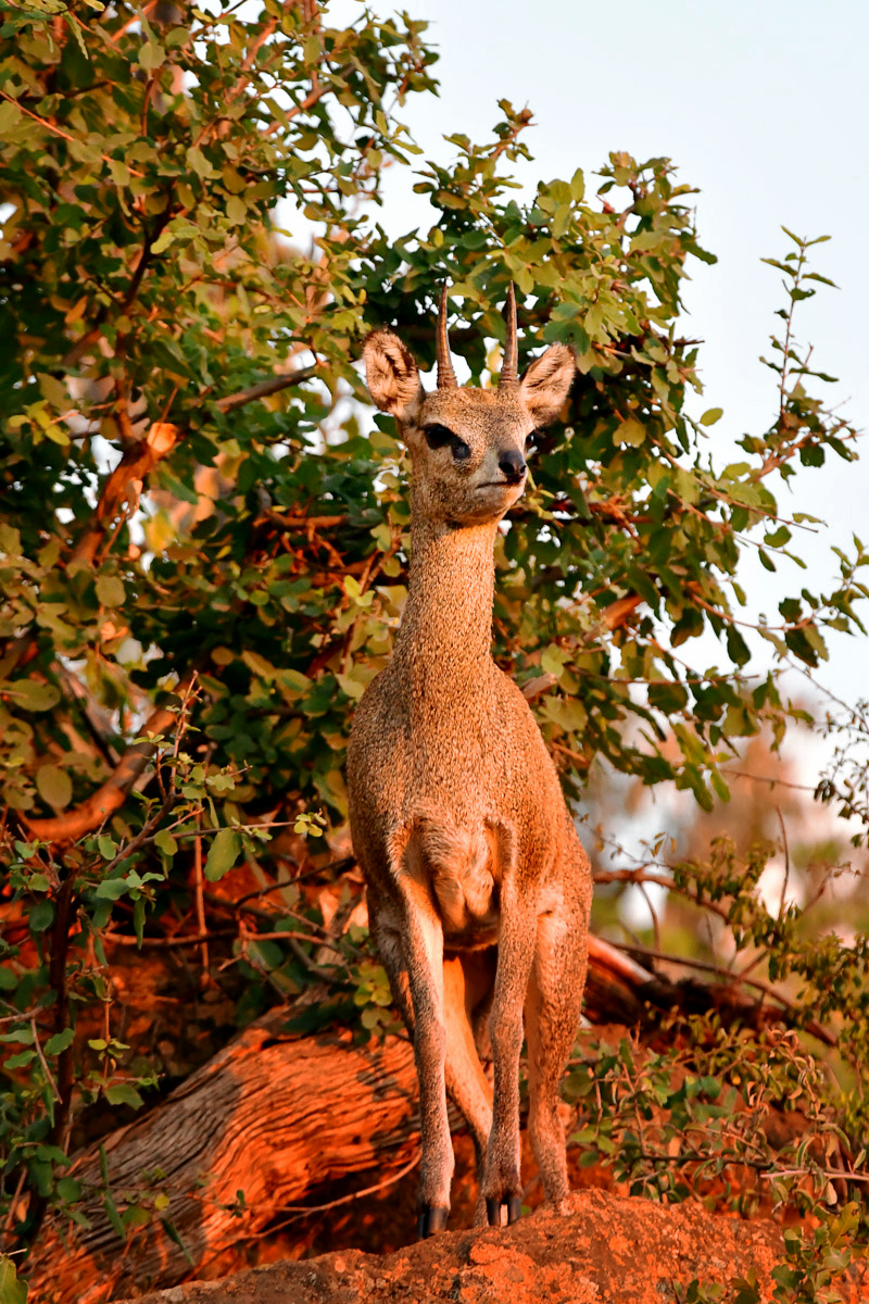 klipspringer in golden light