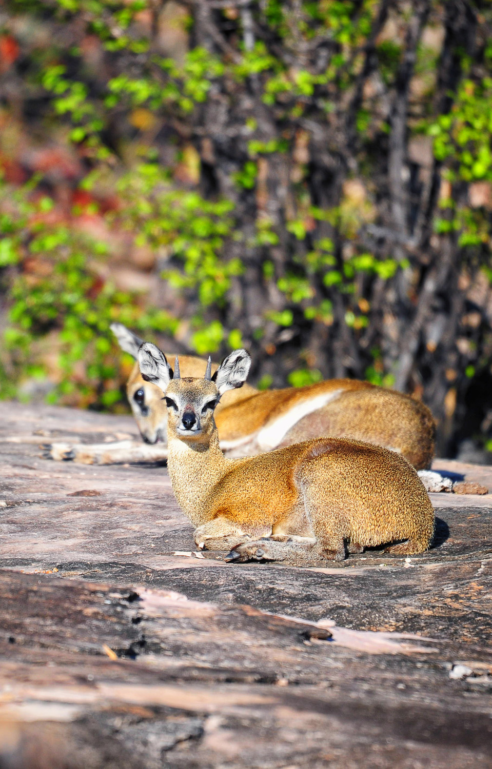 A pair of Klipspringers relaxing